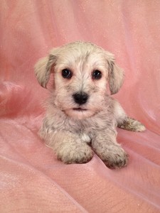 Male Wheaten colored Schnoodle Puppy for sale #6 Ready December 2012|Have a Schnoodle Puppy delivered to Newark, New Jersey this year for Christmas 5
